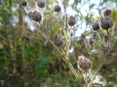 Potentilla recta obscura