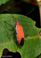 Cutocoris distinctus