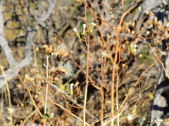 Jungia polita