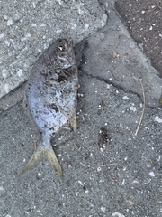 Trachinotus
