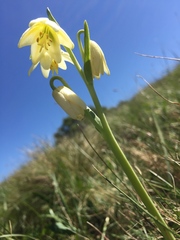 Fritillaria liliacea