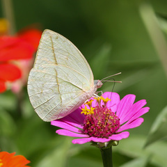 Rhabdodryas trite