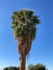 Washingtonia × filibusta