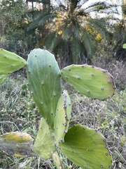 Opuntia cochenillifera image
