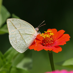 Rhabdodryas trite