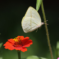 Rhabdodryas trite