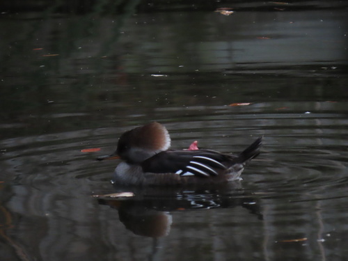 Lophodytes cucullatus image
