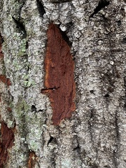 Phytophthora ramorum