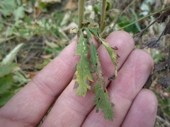 Potentilla recta obscura