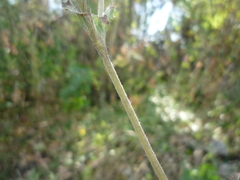 Potentilla recta obscura