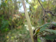 Potentilla recta obscura