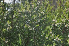 Leptospermum whitei