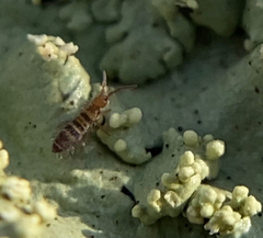 Orchesella hexfasciata