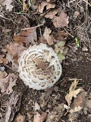 Chlorophyllum brunneum