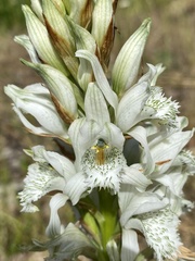 Chloraea piquichen