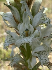 Chloraea piquichen