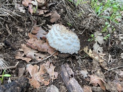 Chlorophyllum brunneum