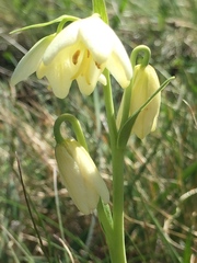 Fritillaria liliacea