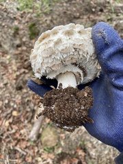 Chlorophyllum brunneum