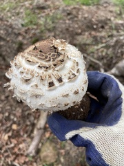 Chlorophyllum brunneum