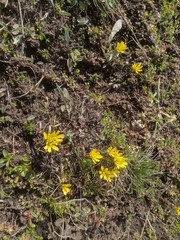 Gagea bohemica