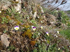 Viola hymettia