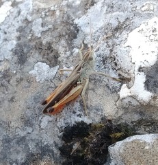 Stenobothrus bolivarii
