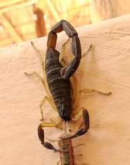 Centruroides fulvipes