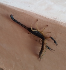 Centruroides fulvipes