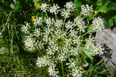 Peucedanum ostruthium