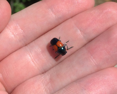 Megalostomis pyropyga