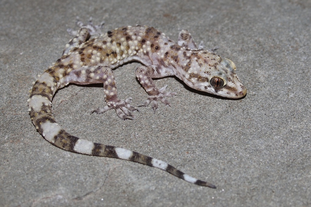 Mediterranean House Gecko Specs Leon Springs INaturalist
