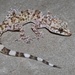 Mediterranean House Gecko - Photo (c) Ty Smith, some rights reserved (CC BY-NC), uploaded by Ty Smith