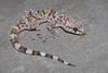 Mediterranean House Gecko - Photo (c) Ty Smith, some rights reserved (CC BY-NC), uploaded by Ty Smith