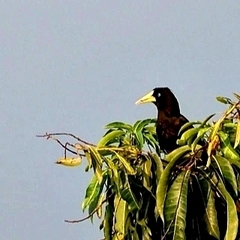 Psarocolius decumanus