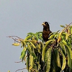 Psarocolius decumanus