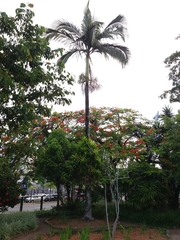 Archontophoenix cunninghamiana