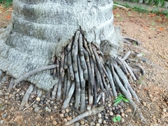 Archontophoenix cunninghamiana