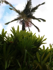 Archontophoenix cunninghamiana