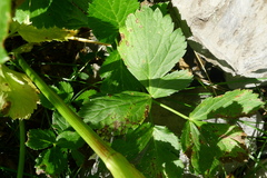 Peucedanum ostruthium