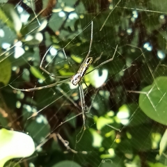 Trichonephila clavipes
