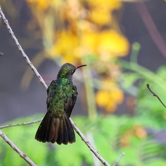 Chionomesa fimbriata