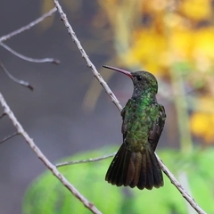 Chionomesa fimbriata