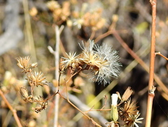 Jungia polita