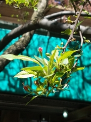 Pyrus