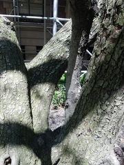 Pyrus