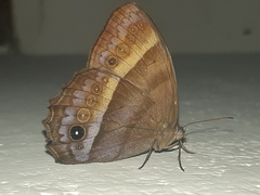 Taygetis asterie