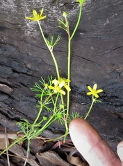 Ranunculus amphitrichus