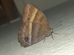 Taygetis asterie
