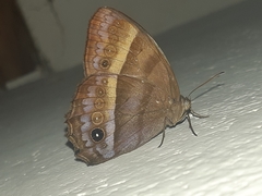 Taygetis asterie